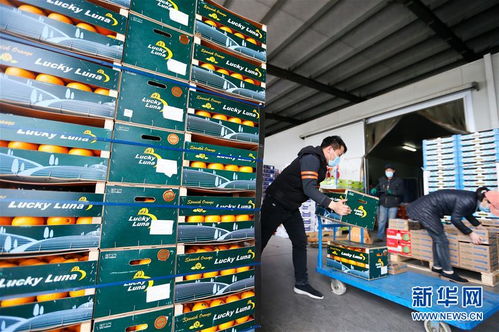 即墨 跨境水果复市交易忙 日交易量达2000余吨